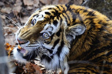 強虎|アムールトラ（シベリアトラ）が最大最強の肉食獣？。